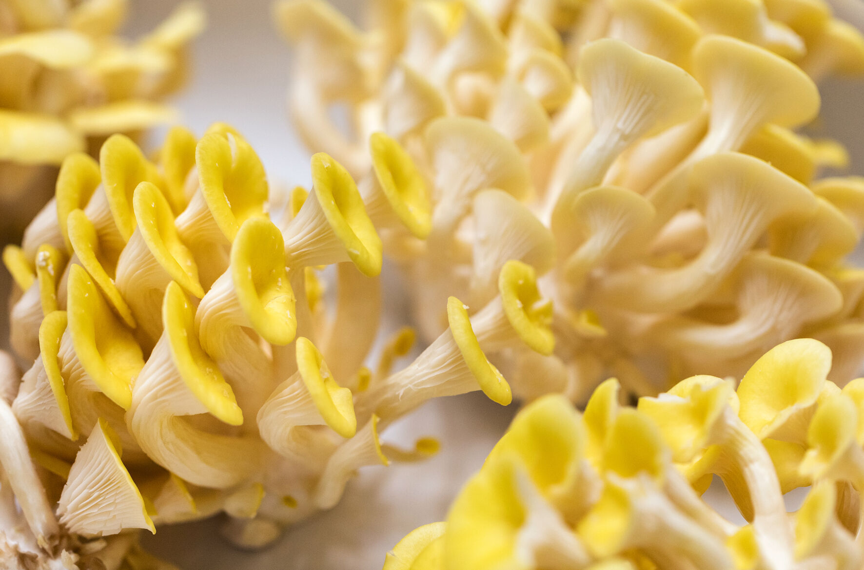 R&R Mushrooms 2
